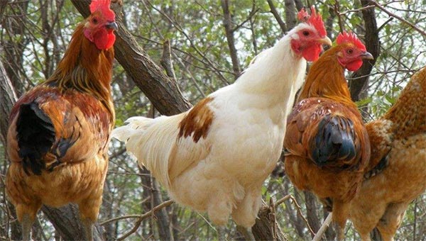 蛋雞復合預混合飼料有哪些?